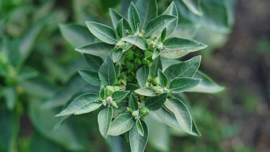 Ashwaganda Root Extract
