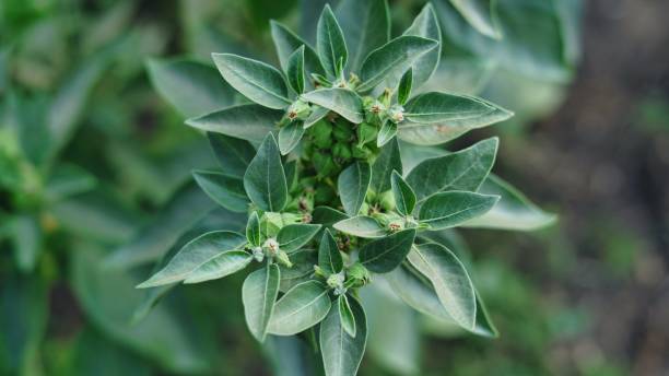 Ashwaganda Root Extract