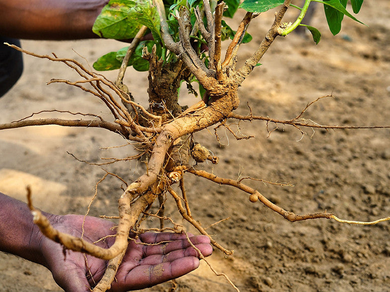 Ashwaganda Root Extract